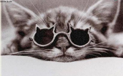 chat%20lunette.jpg